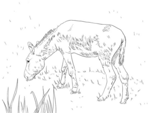 Disegno di asino da stampare e colorare 9