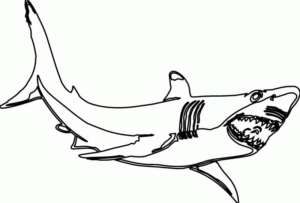 Disegno di squalo da stampare e colorare 58
