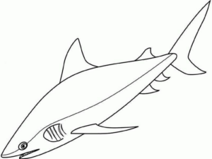 Disegno di squalo da stampare e colorare 70
