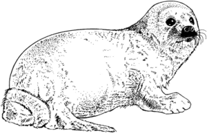 Disegno di foca da stampare e colorare 30