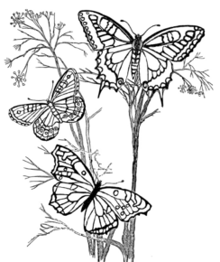 Disegno di farfalla da stampare e colorare 205