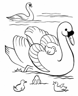 Disegno di cigno da stampare e colorare 1