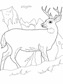 Disegno di cervo da stampare e colorare 43