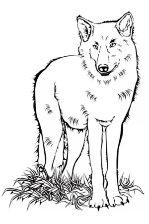 Disegno di lupo da stampare e colorare 40