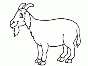 Disegno di capra da stampare e colorare 35