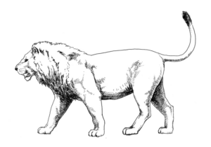 Disegno di leone da stampare e colorare 43
