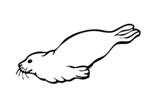 Disegno di foca da stampare e colorare 27