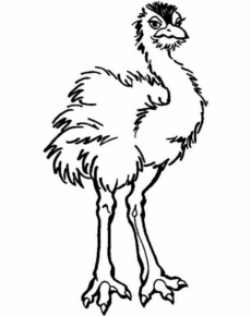 Disegno di struzzo da stampare e colorare 17