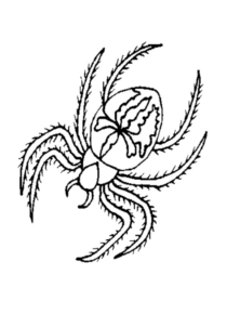Disegno di ragno da stampare e colorare 9