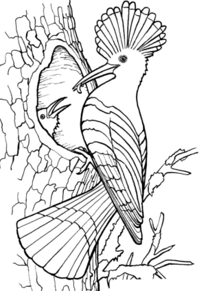 Disegno di pappagallo da stampare e colorare 186