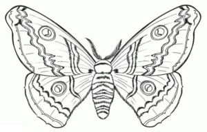 Disegno di farfalla da stampare e colorare 259