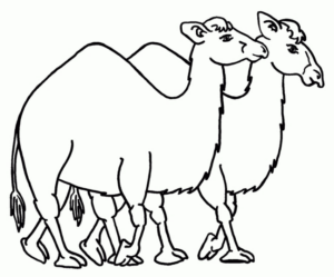 Disegno di dromedario da stampare e colorare 22