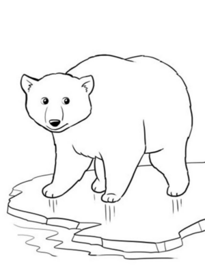 Disegno di orso polare da stampare e colorare 3