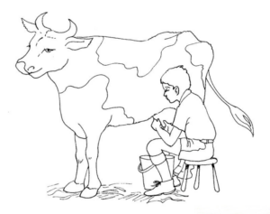 Disegno di mucca da stampare e colorare 27