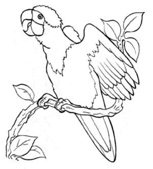 Disegno di pappagallo da stampare e colorare 177