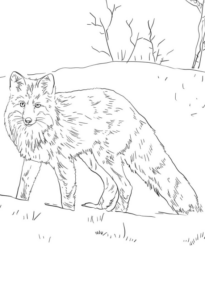 Disegno di volpe da stampare e colorare 90