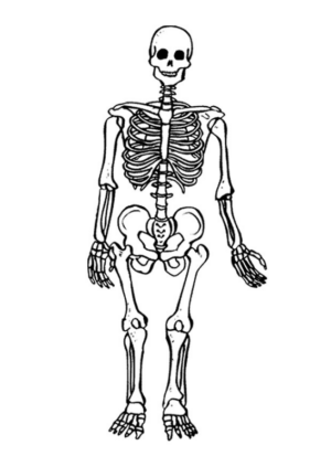 Disegno di parti del corpo da stampare e colorare 4