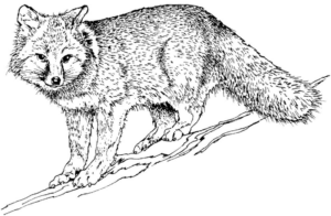 Disegno di volpe da stampare e colorare 59