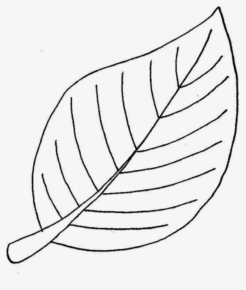 Disegno di foglia da stampare e colorare 159