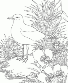 Disegno di uccello da stampare e colorare 104