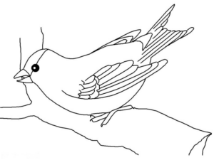 Disegno di passero da stampare e colorare 28