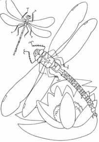 Disegno di libellula da stampare e colorare 41