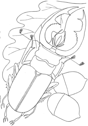 Disegno di coleottero da stampare e colorare 7