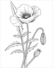 Disegno di fiore da stampare e colorare 199