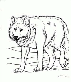 Disegno di lupo da stampare e colorare 62