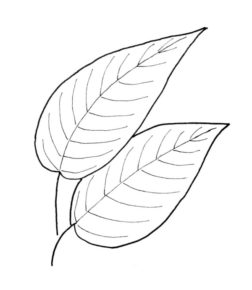 Disegno di foglia da stampare e colorare 183