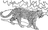 Disegni di Leopardi da colorare