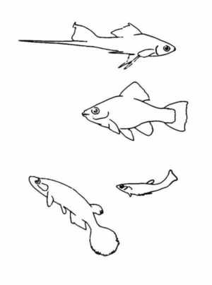 Disegno di pesce da stampare e colorare 324