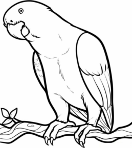 Disegno di pappagallo da stampare e colorare 131