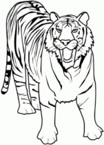 Disegni di Tigri da colorare