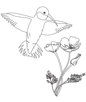 Disegno di colibr da stampare e colorare 11