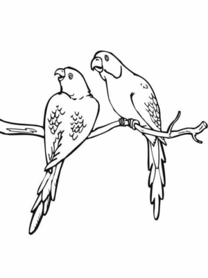 Disegno di pappagallo da stampare e colorare 161