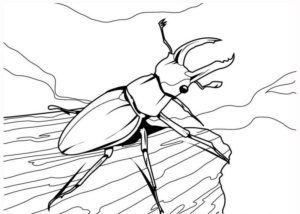 Disegno di coleottero da stampare e colorare 23