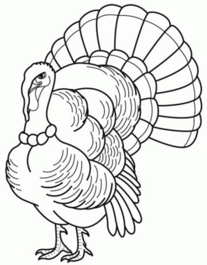 Disegno di tacchino da stampare e colorare 46
