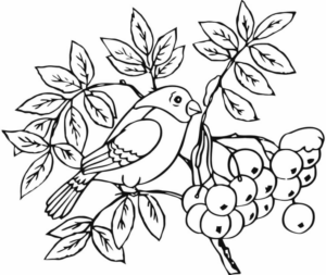 Disegno di passero da stampare e colorare 120