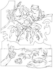 Disegno di rana da stampare e colorare 48