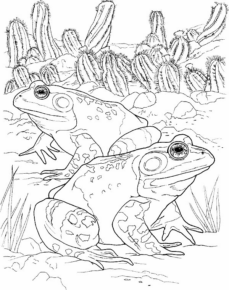 Disegno di rana da stampare e colorare 59