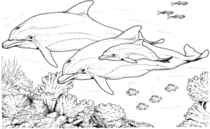 Disegno di delfino da stampare e colorare 63