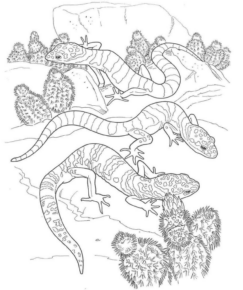 Disegno di lucertola da stampare e colorare 34