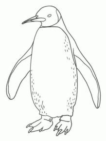 Disegno di pinguino da stampare e colorare 57