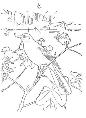 Disegno di uccello da stampare e colorare 109
