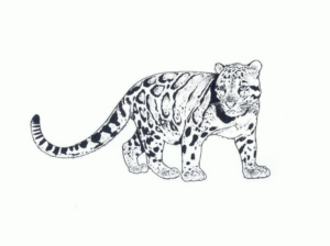Disegno di leopardo da stampare e colorare 7