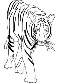 Disegno di tigre da stampare e colorare 21