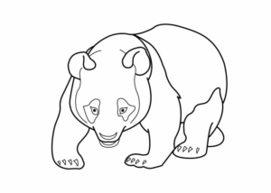 Disegno di orso da stampare e colorare 101