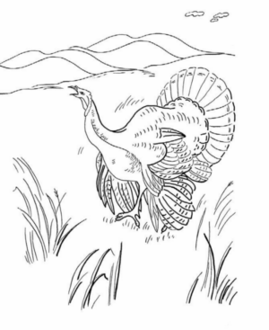 Disegno di tacchino da stampare e colorare 86