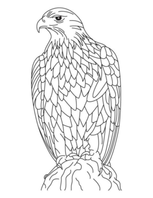 Disegno di falco da stampare e colorare 21